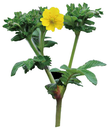 win����Ӯ(�й���½)Ψһ�ٷ���վ-Bwin�ٷ���Ȩ���